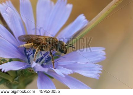 Detailed Colorful Coseup On A Female Great Banded Furrow-bee, Halictus Scabiosa In A Blue Wild Chico