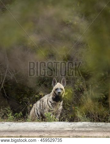 Wild Striped Hyena Head On With Eye Contact Near Waterhole In Natural Green Background During Outdoo