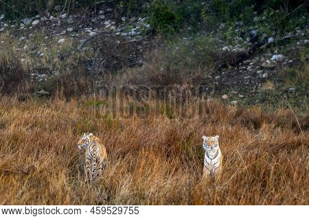 Two Wild Female Mother Tiger And Her Cub In Natural Grassland At Terai Region Forest Of Dhikala Zone