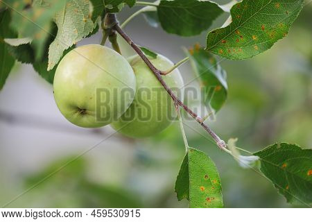 Green Apples On Tree In An Orchard. Leaves Are Infected With A Common Fungus, Cedar-apple Rust Disea