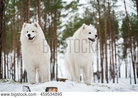 Beautiful Fluffy Two Samoyed White Dogs Is In The Winter Forest
