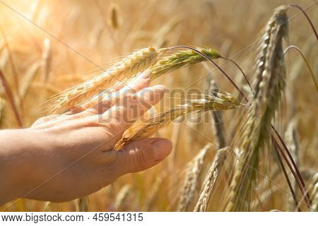 An Agronomist Holds In His Hand Ripe Ears Of Rye In A Field In Orange Warm Light.