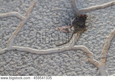 A Dead Mouse Was Killed By A Spike And Half Eaten, A Mouse Corpse On The Sidewalk And Entrance, A Ca