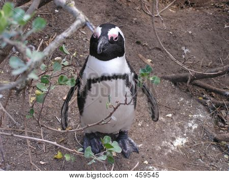 Penguen