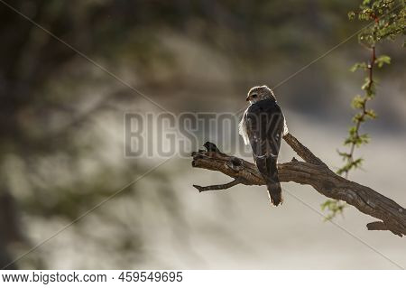 Gabar Goshawk Juvenile Standing Backlit Rear View On A Branch In Kgalagadi Transfrontier Park, South