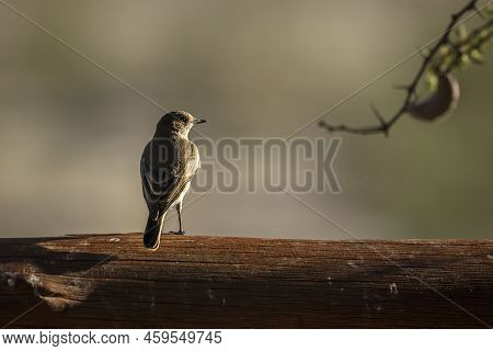 Familiar Chat Standing On A Log Isolated In Natural Background In Kgalagadi Transfrontier Park, Sout