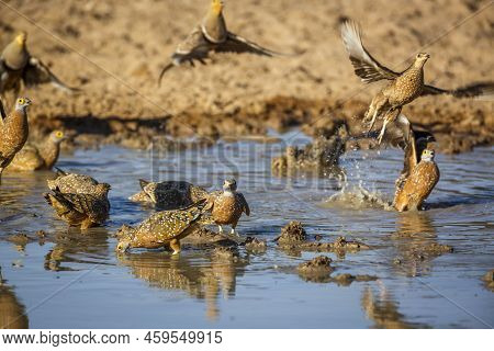 Burchell's Sandgrouse Flying Over Waterhole In Kgalagadi Transfrontier Park, South Africa; Specie Pt