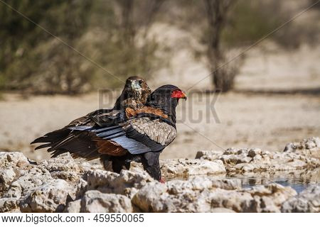 Bateleur Eagle Female And Juvenile At Waterhole In Kgalagadi Transfrontier Park, South Africa ; Spec