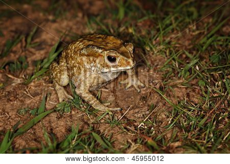 Sapo común sentado en la hierba