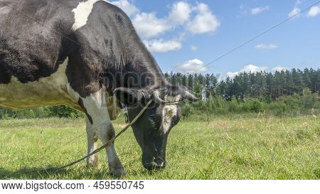 Open Farm With Dairy Cattle On The Field In Countryside Farm. Single Cow Grazzing On A Pasture On Bl