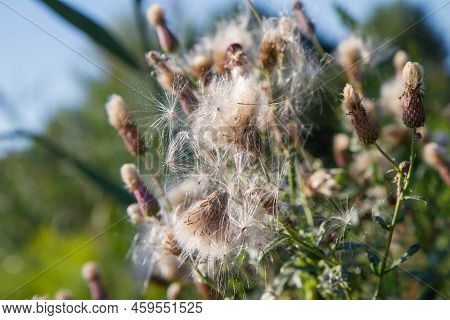 Creeping Thistle In A Meadow In Late Summer - Fluffy Seeds Visible