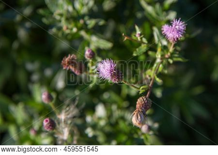 Creeping Thistle In A Meadow In Late Summer - Fluffy Seeds Visible