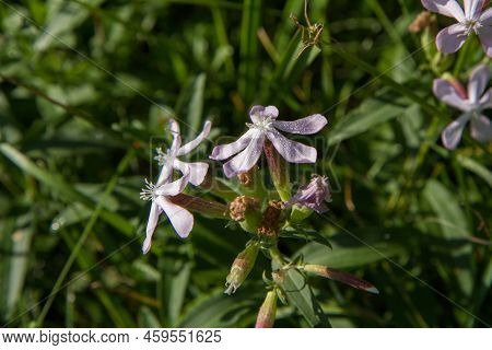 Phlox Divaricata ( Wild Sweet William) Growing In A Meadow