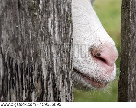 Goat Snout With Pink Nose, Close Up. Breeding Of Goats, Copy Space. Cud-chewing Hoofed Mammal