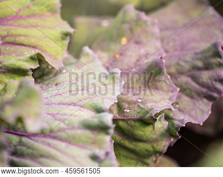 Close Up Of Endless Field With Green Leaves And Purple Veins Of Red Cabbage Plants.
