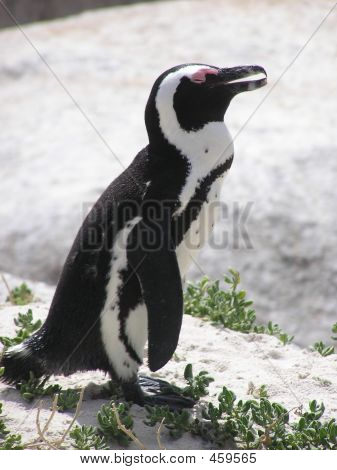 Penguen