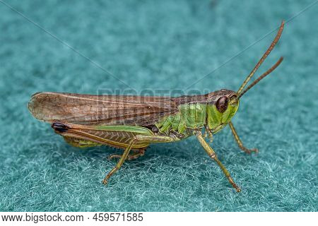 A Pretty Meadow Grasshopper (chorthippus Parallelus) Sitting On Green Fabric