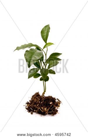 Nuori tomatillo