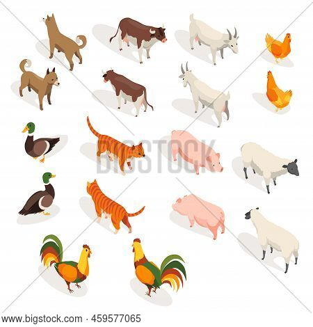 Farm Animals Isometric. Set Of Domestic Animals In 3d Flat Back And Front View. Cute Game Characters