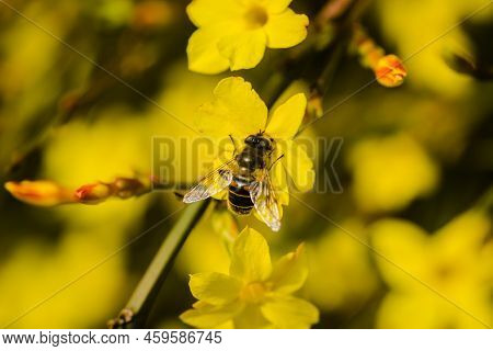 A Honey Bee On A Yellow Jasmine Flower.