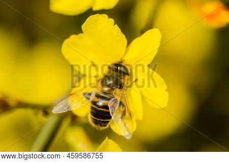 A Honey Bee On A Yellow Jasmine Flower.