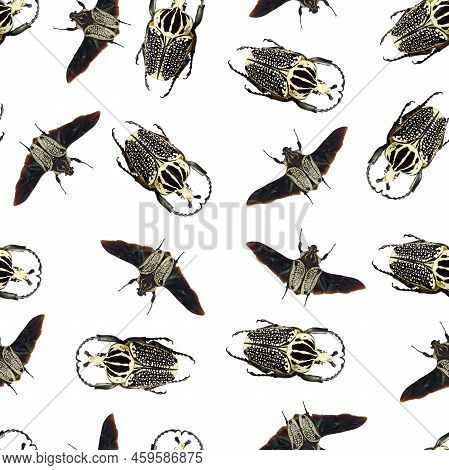 Seamless Pattern Goliathus Orientalis White Black Flower African Beetles With Black Wings, Entomolog