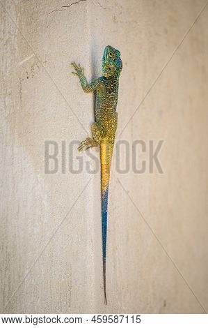 A Black Necked Agama (acanthocercus Atricollis) Sitting On A Wall, Uganda