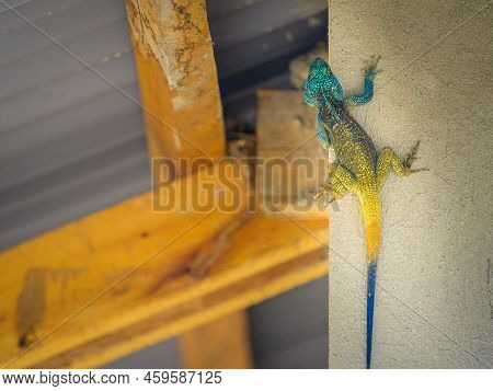 A Black Necked Agama (acanthocercus Atricollis) Sitting On A Wall, Uganda