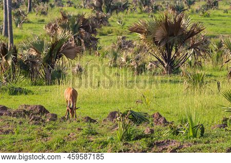 Portrait Of A Hartebeest (alcephalus Lelwel) In Murchison Falls National Park (uganda), Sunny Mornin
