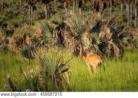 Portrait Of A Hartebeest (alcephalus Lelwel) In Murchison Falls National Park (uganda), Sunny Mornin