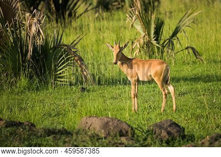 Portrait Of A Hartebeest (alcephalus Lelwel) In Murchison Falls National Park (uganda), Sunny Mornin