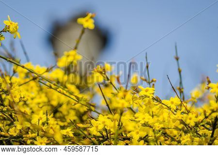 Yellow Winter Jasmine Jasminum Nudiflorum In The Garden