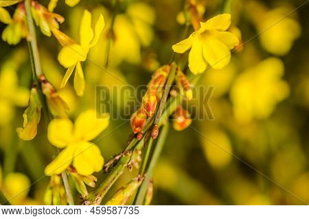 Yellow Winter Jasmine Jasminum Nudiflorum In The Garden