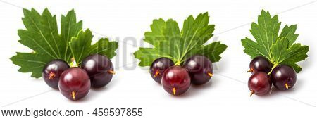 Josta With Leaves Hybrid Gooseberry And Black Currant Isolated On White. Collection.