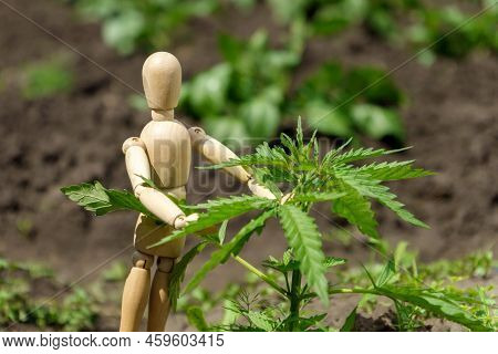 Bush Cannabis On The Palm. Culture, Medicine And Hemp Products, Ecology, Green Leaves. Close-up
