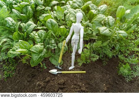 Green Spinach Growing In The Garden On A Vegetable Farm. Healthy Food In Your Own Kitchen Garden