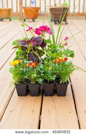Drivhus pakker af morgenfrue, Geranium og Coleus blomster klar til udplantning