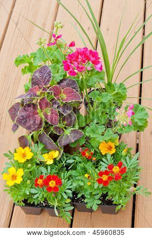 Drivhus pakker af morgenfrue, Geranium og Coleus blomster klar til udplantning