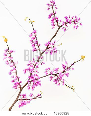 Redbud větvička s květy