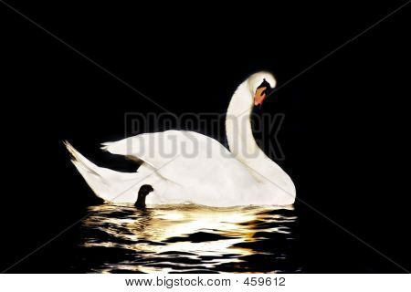 Schwan in schwarz