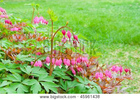 Blødende hjerte blomster i foråret haven.