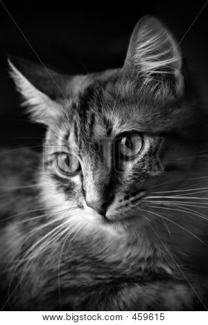 Cat in schwarz