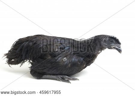 Black  Cemani Chicken Isolated On White Background.