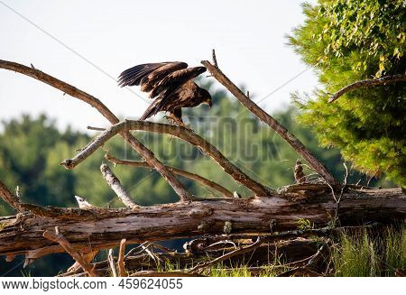 About A Four Month Old Juvenile Bald Eagle (haliaeetus Leucocephalus) Perched On A Branch, Horizonta