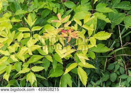 Young Trees Of Acer Negundo, Also Known As Ash-leaved Maple Among The Grass