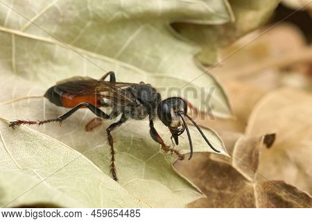 Detailed Closeup On The Colorful Red And Black , European Golden Sand Wasp, Sphex Funerarius Sitting
