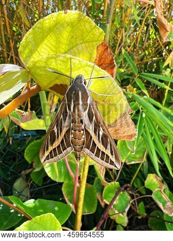 Detailed Vertical Closeup On A Striped Hawk Moth, Hyles Livornica , Hanging In The Vegetation Agains