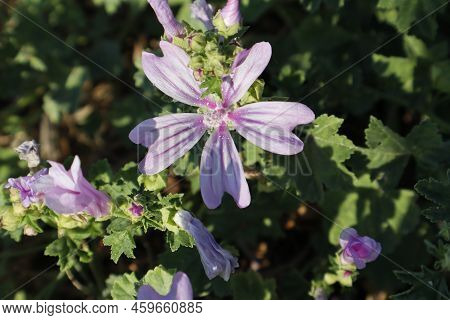 Close Up Of A Malva Sylvestris Flower
