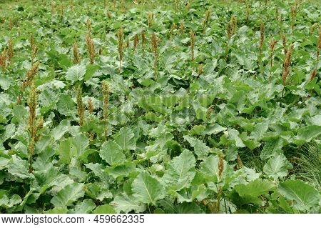 Horse Sorrel Rumex Confertus On A Grassy Background, A Perennial Uncultivated Plant.