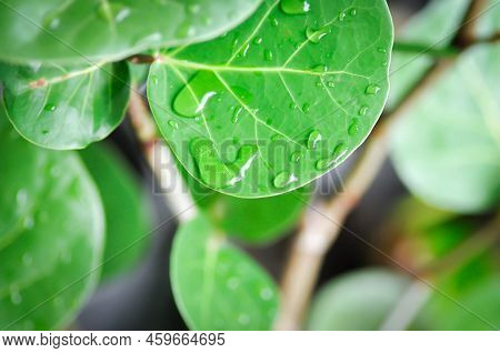 Coccoloba Uvifera , Sea Grape, Polygonaceae And Rain Drop Or Dew Drop